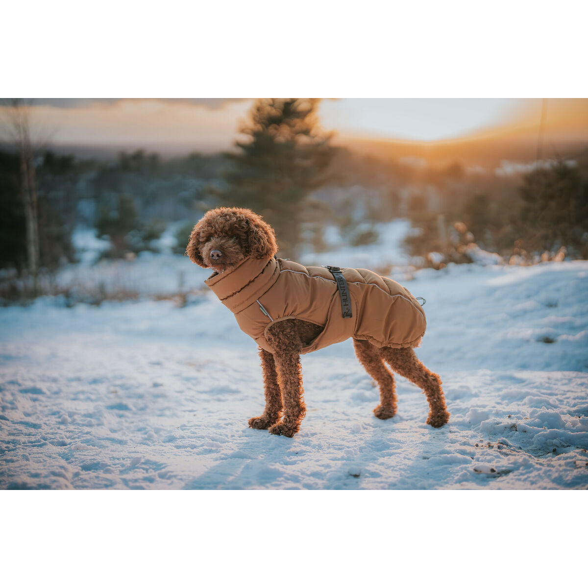 Pet's clothing Hunter PAXSON Brown Polyester-3